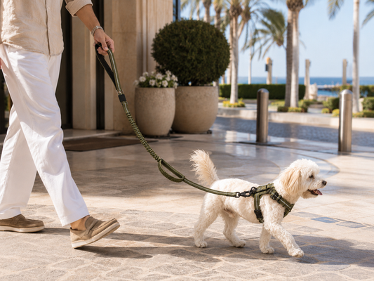 Walking Your Dog in the UAE: The Complete Guide (Timing, Spots & Gear)